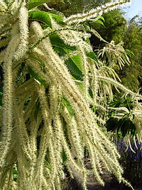 栗(クリ) の花