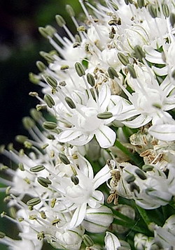 玉葱 (タマネギ) の花