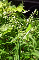 蚊帳吊草 (カヤツリグサ)