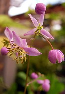 紫錦唐松 (シキンカラマツ) 